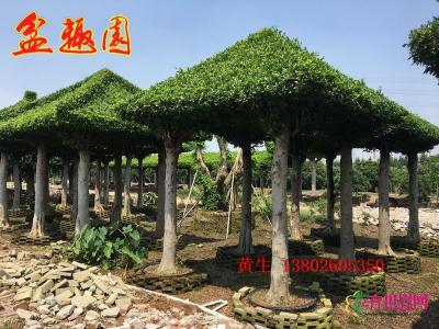 小叶榕亭