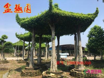 小叶榕亭
