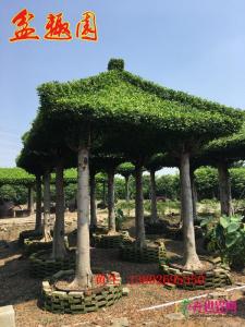 小叶榕亭
