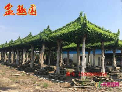 小叶榕亭